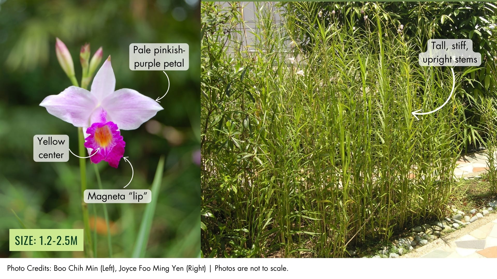 Bamboo Orchid